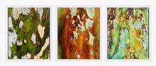 Karen Standke Bark Triptych