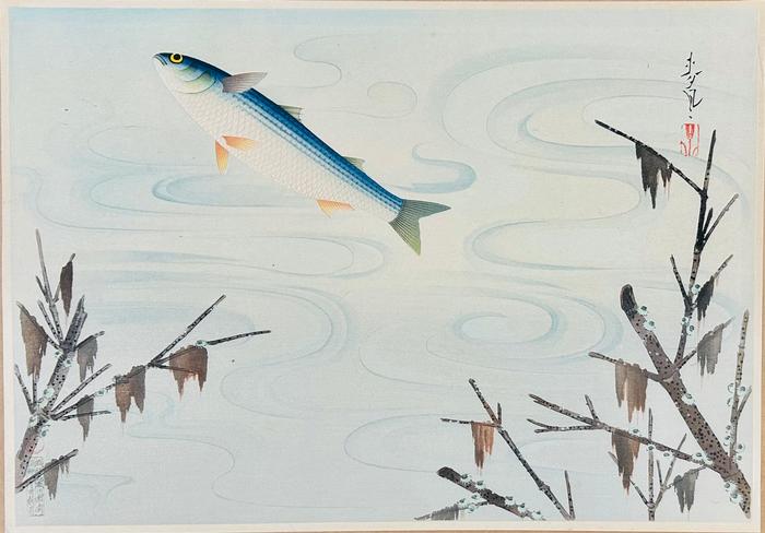 Bakufu Ohno - Grey Mullet-Bora