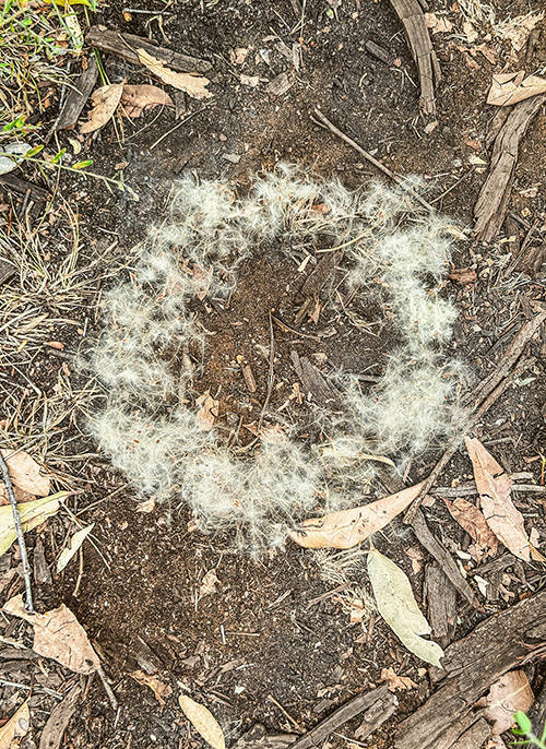 Caroline Christie - Coxon - Spirit Wood II 2024