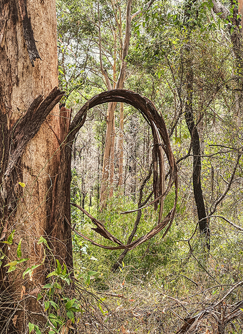 Caroline Christie - Coxon - Spirit Wood I 2024