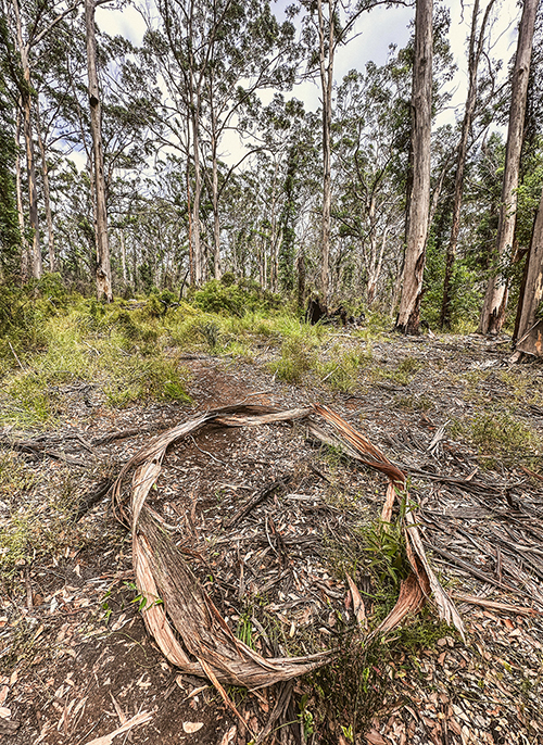 Caroline Christie - Coxon - Spirit Wood IV 2024