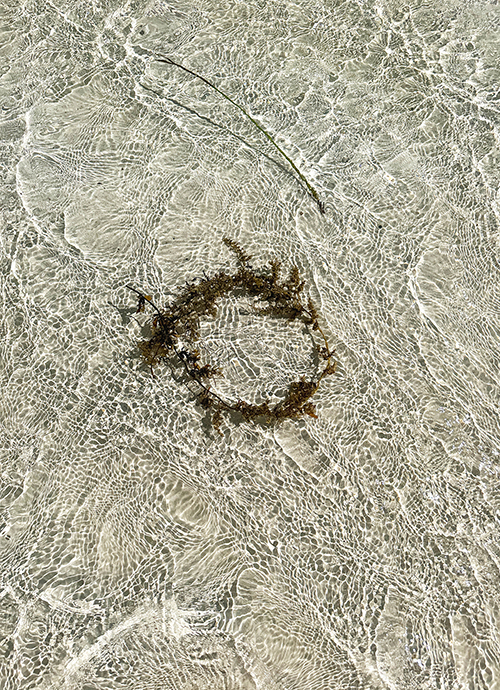 Caroline Christie - Coxon - Submerged Flora II 2024