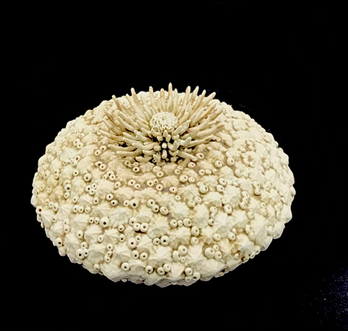 Beverley McMahon - Copper Spike on Baby Shell Pod