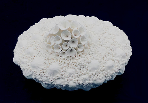 Beverley McMahon - Seashell Garden