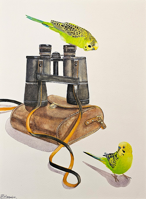 Paula Wiegmink - Bird Watching