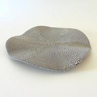 Rebekah Clark Stingray XIII