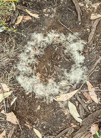 Caroline Christie - Coxon Spirit Wood II 2024