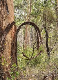 Caroline Christie - Coxon Spirit Wood I 2024