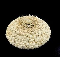 Beverley McMahon Copper Spike on Baby Shell Pod