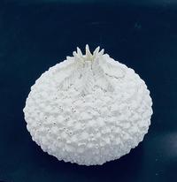 Beverley McMahon Crown Top with Baby Shells Sphere