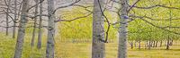 Lesley Meaney Birch Groves on Kinross Loop
