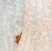 Lesley Meaney Nestled
