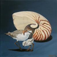 Paula Wiegmink Nautilus and Red Capped Plover