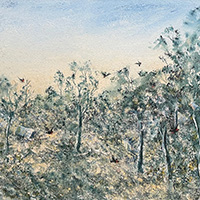 Simon Hemsley Red Tails in the Jarrah Forest