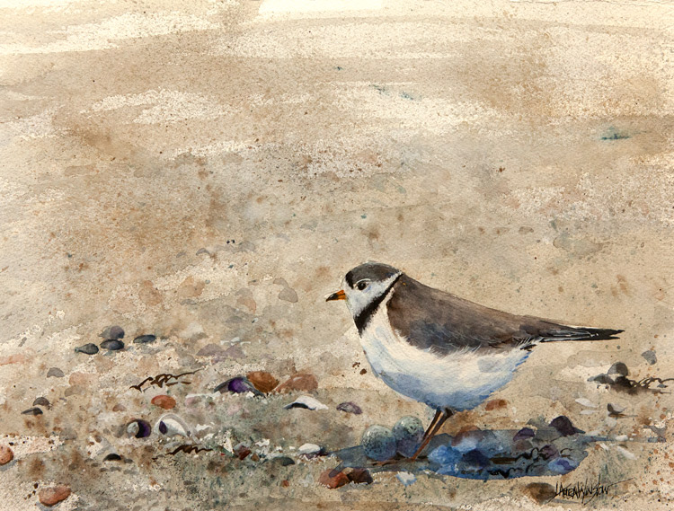 Plover in the Sand by Laura Winslow at Sylvan Gallery - LAURA WINSLOW