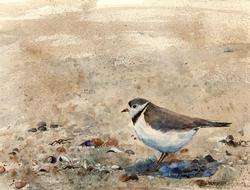 LAURA WINSLOW Plover in the Sand by Laura Winslow at Sylvan Gallery